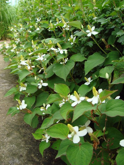 Houttuynia cordata